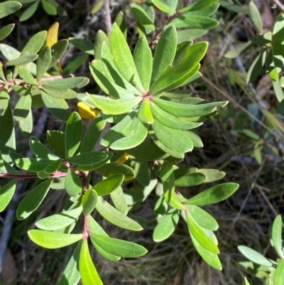 Persoonia subvelutina (Velvety Geebung) at Namadgi National Park - 25 Apr 2024 by Tapirlord