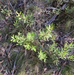 Persoonia subvelutina at Namadgi National Park - 25 Apr 2024