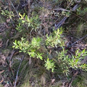 Persoonia subvelutina at Namadgi National Park - 25 Apr 2024 01:22 PM