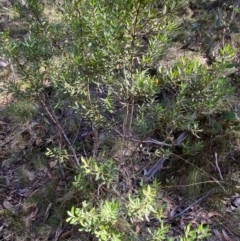 Persoonia subvelutina at Namadgi National Park - 25 Apr 2024 01:22 PM