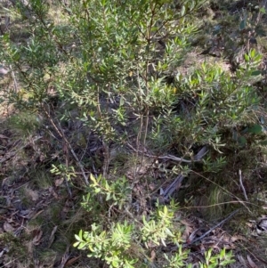 Persoonia subvelutina at Namadgi National Park - 25 Apr 2024