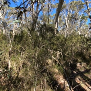 Hakea lissosperma at Namadgi National Park - 25 Apr 2024 01:19 PM