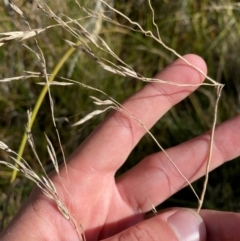 Hookerochloa hookeriana (Hooker's Fescue) at Cotter River, ACT - 25 Apr 2024 by Tapirlord