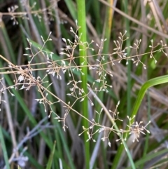 Deyeuxia gunniana (Bog Bent Grass) at Namadgi National Park - 25 Apr 2024 by Tapirlord