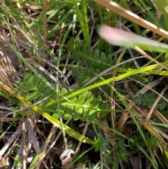 Blechnum penna-marina subsp. alpina at Namadgi National Park - 25 Apr 2024