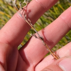 Baumea gunnii (Slender Twig-rush) at Namadgi National Park - 25 Apr 2024 by Tapirlord