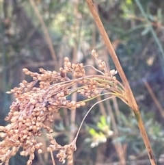 Juncus alexandri subsp. alexandri at Namadgi National Park - 25 Apr 2024 by Tapirlord