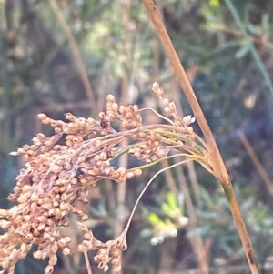 Juncus alexandri subsp. alexandri at Namadgi National Park - 25 Apr 2024 12:58 PM