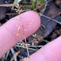 Deyeuxia gunniana (Bog Bent Grass) at Cotter River, ACT - 25 Apr 2024 by Tapirlord