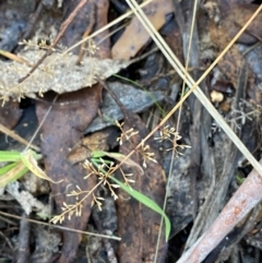 Deyeuxia gunniana at Namadgi National Park - 25 Apr 2024 12:57 PM