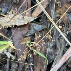 Deyeuxia gunniana at Namadgi National Park - 25 Apr 2024