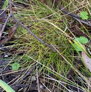 Deyeuxia gunniana at Namadgi National Park - 25 Apr 2024