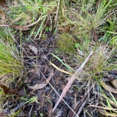 Deyeuxia gunniana at Namadgi National Park - 25 Apr 2024 12:57 PM