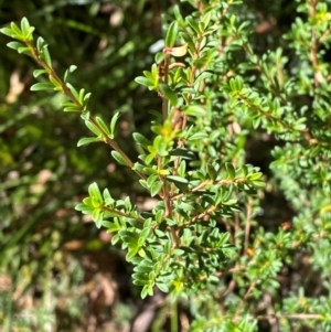 Baeckea utilis at Namadgi National Park - 25 Apr 2024 12:41 PM