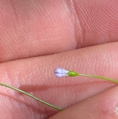 Wahlenbergia multicaulis at Namadgi National Park - 25 Apr 2024 11:41 AM