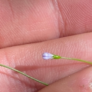 Wahlenbergia multicaulis at Namadgi National Park - 25 Apr 2024 11:41 AM