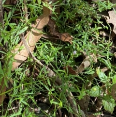 Wahlenbergia multicaulis at Namadgi National Park - 25 Apr 2024 11:41 AM