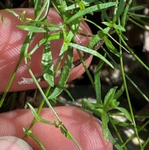 Wahlenbergia multicaulis at Namadgi National Park - 25 Apr 2024 11:41 AM