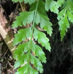 Asplenium gracillimum at Namadgi National Park - 25 Apr 2024 11:17 AM