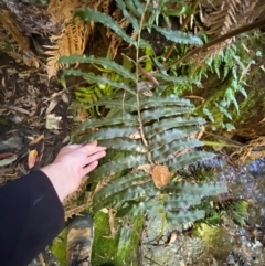 Blechnum minus (Soft Water Fern) at Namadgi National Park - 25 Apr 2024 by Tapirlord