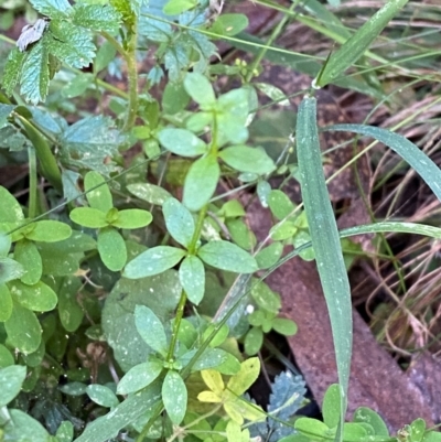 Galium leiocarpum (Maori Bedstraw) at Namadgi National Park - 25 Apr 2024 by Tapirlord