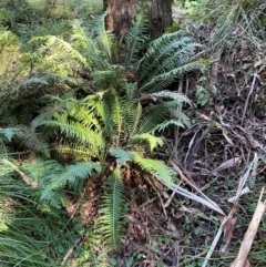 Blechnum nudum at Namadgi National Park - 25 Apr 2024 10:47 AM