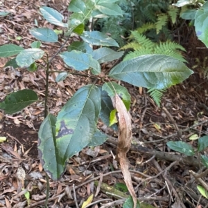 Hedycarya angustifolia at Uriarra Village, ACT - 25 Apr 2024 10:07 AM