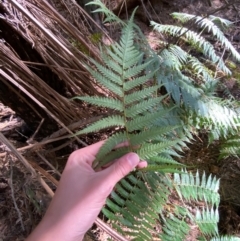 Cyathea australis subsp. australis (Rough Tree Fern) at Uriarra Village, ACT - 25 Apr 2024 by Tapirlord