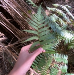 Cyathea australis subsp. australis (Rough Tree Fern) at Uriarra Village, ACT - 24 Apr 2024 by Tapirlord