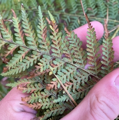 Hypolepis rugosula (Ruddy Ground-Fern) at Uriarra Village, ACT - 24 Apr 2024 by Tapirlord