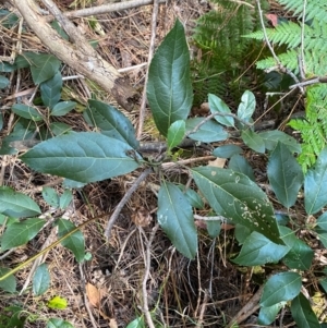 Hedycarya angustifolia at Uriarra Village, ACT - 25 Apr 2024 09:26 AM