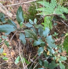 Hedycarya angustifolia at Uriarra Village, ACT - 25 Apr 2024 09:26 AM