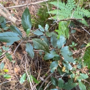 Hedycarya angustifolia at Uriarra Village, ACT - 25 Apr 2024 09:26 AM