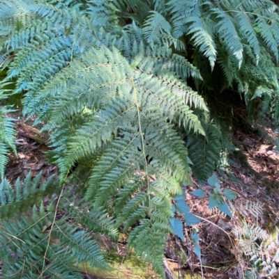 Hypolepis rugosula (Ruddy Ground-Fern) at Uriarra Village, ACT - 24 Apr 2024 by Tapirlord