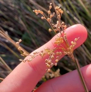 Juncus usitatus at Kambah Pool - 25 Apr 2024 08:22 AM