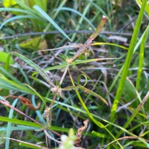 Alternanthera denticulata at Kambah Pool - 25 Apr 2024 08:16 AM