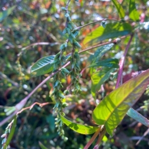 Persicaria hydropiper at Kambah Pool - 25 Apr 2024