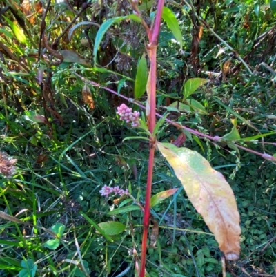 Persicaria lapathifolia (Pale Knotweed) at Kambah Pool - 25 Apr 2024 by Tapirlord