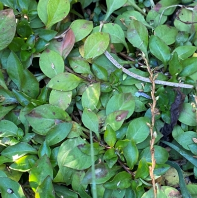 Ludwigia palustris (Marsh Purslane) at Kambah Pool - 24 Apr 2024 by Tapirlord