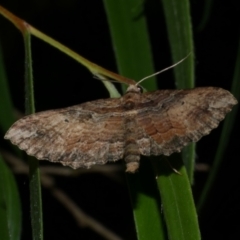 Chrysolarentia leucophanes (Pale-tipped Carpet) at WendyM's farm at Freshwater Ck. - 22 Jan 2023 by WendyEM