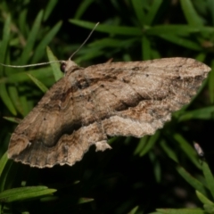 Chrysolarentia leucophanes (Pale-tipped Carpet) at WendyM's farm at Freshwater Ck. - 10 Nov 2022 by WendyEM