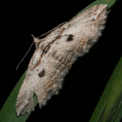 Chrysolarentia leucophanes (Pale-tipped Carpet) at WendyM's farm at Freshwater Ck. - 28 Sep 2022 by WendyEM