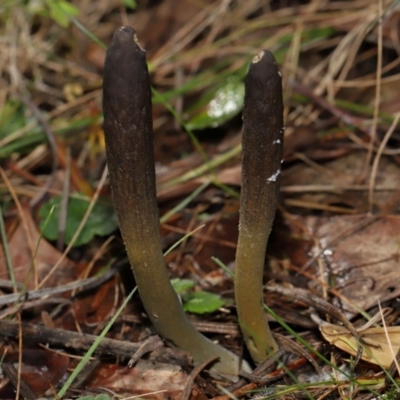 Drechmeria gunnii (Dark Vegetable Caterpillar) at Birrigai - 16 Jun 2024 by TimL