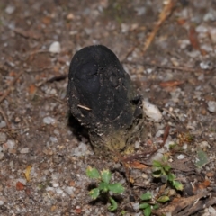 Drechmeria gunnii at Tidbinbilla Nature Reserve - 16 Jun 2024