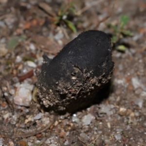 Drechmeria gunnii at Tidbinbilla Nature Reserve - 16 Jun 2024