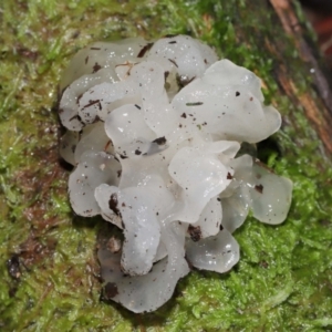 Tremella fuciformis at Tidbinbilla Nature Reserve - 16 Jun 2024 12:07 PM