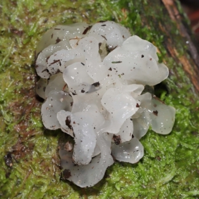 Tremella fuciformis (Snow Fungus) at Tidbinbilla Nature Reserve - 16 Jun 2024 by TimL