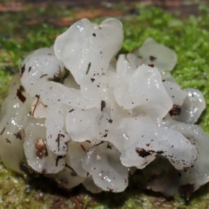 Tremella fuciformis at Tidbinbilla Nature Reserve - 16 Jun 2024