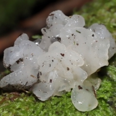 Tremella fuciformis at Tidbinbilla Nature Reserve - 16 Jun 2024