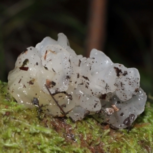 Tremella fuciformis at Tidbinbilla Nature Reserve - 16 Jun 2024 12:07 PM